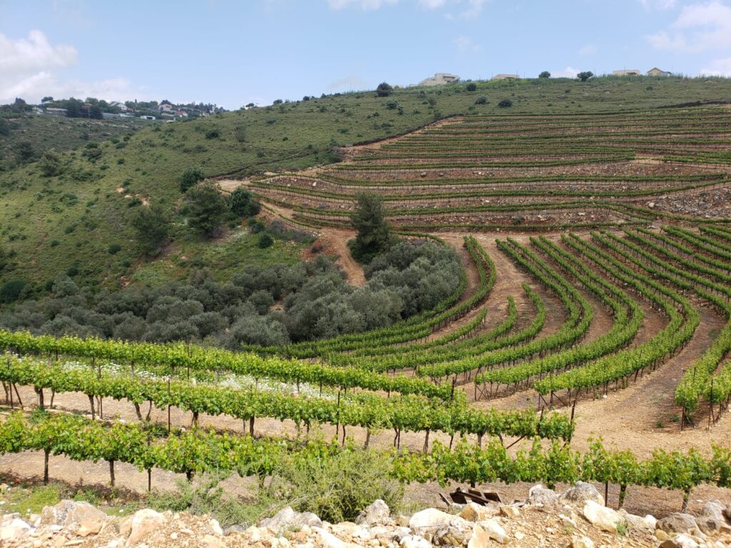 The Hidden Light Of Israeli Wine: Or Haganuz Winery And Its Mission 